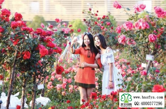 2015 南陽(yáng)月季展玉雕節(jié)已開(kāi)幕，花已開(kāi)好 君可來(lái)矣
