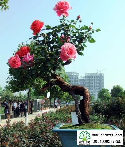 2015 南陽(yáng)月季展玉雕節(jié)已開(kāi)幕，花已開(kāi)好 君可來(lái)矣